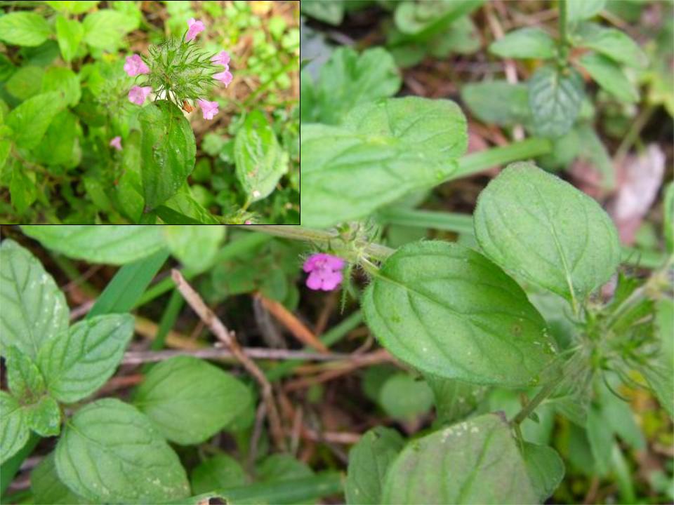 Clinopodium vulgare